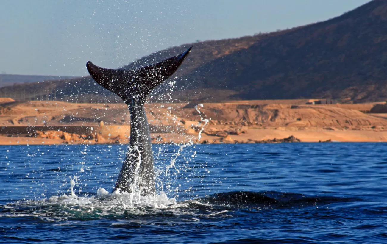 Gray Whale tail splashing
