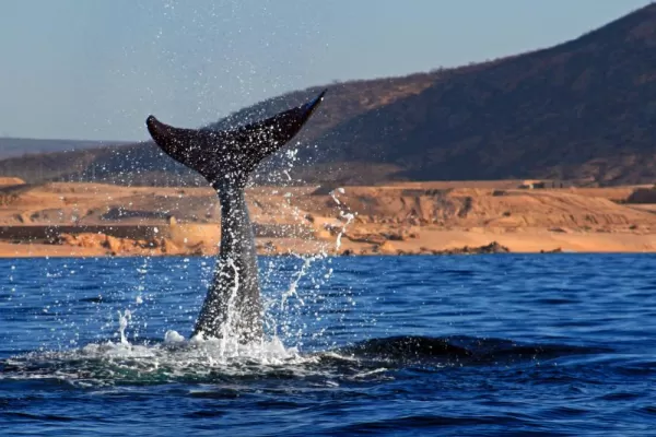 Gray Whale tail splashing