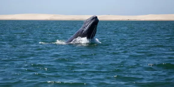 Gray Whale sighting