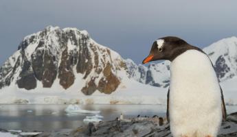 Gentoo penguin