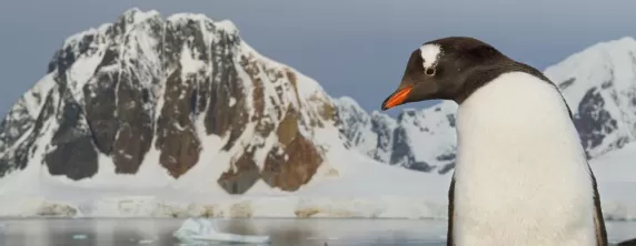 Gentoo penguin