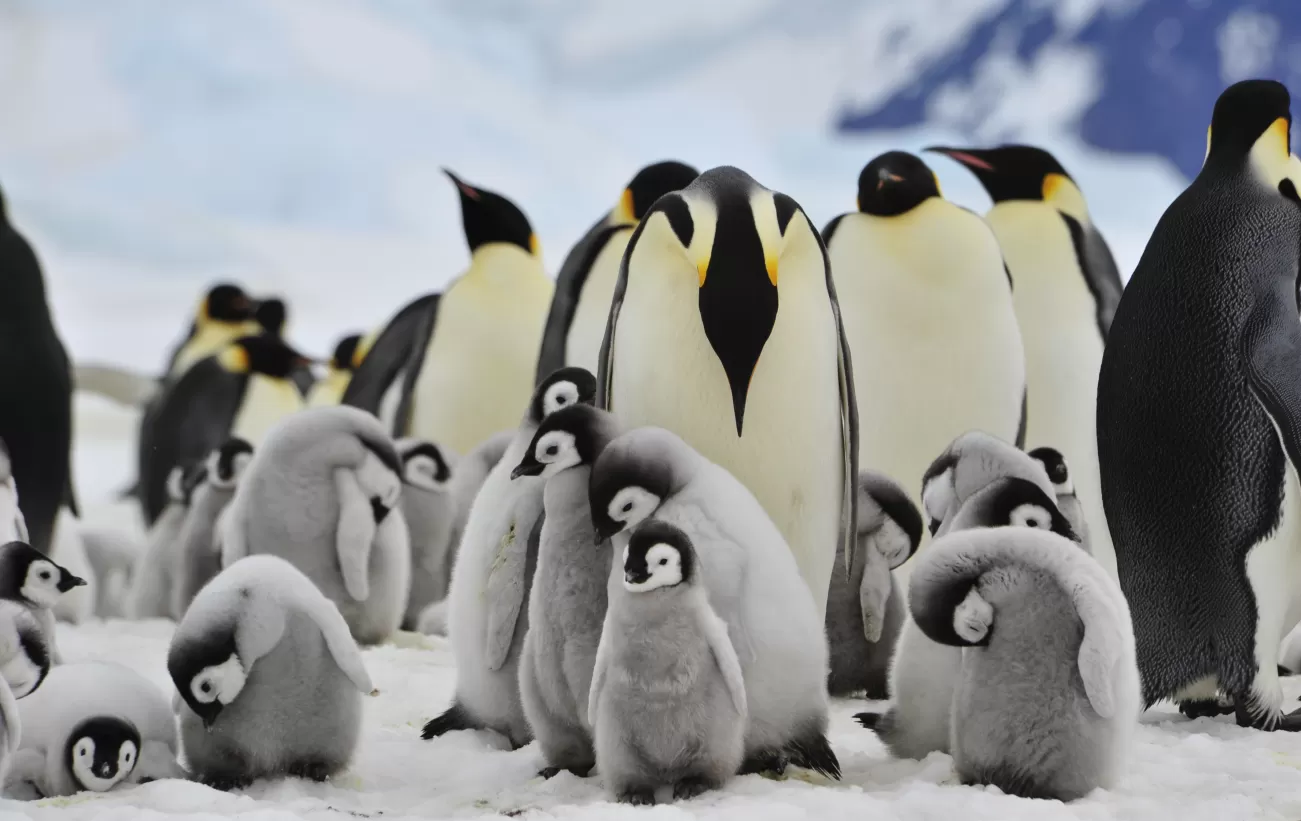 Emperor penguins and chicks
