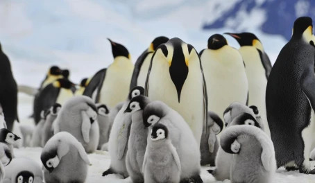 Emperor penguins and chicks