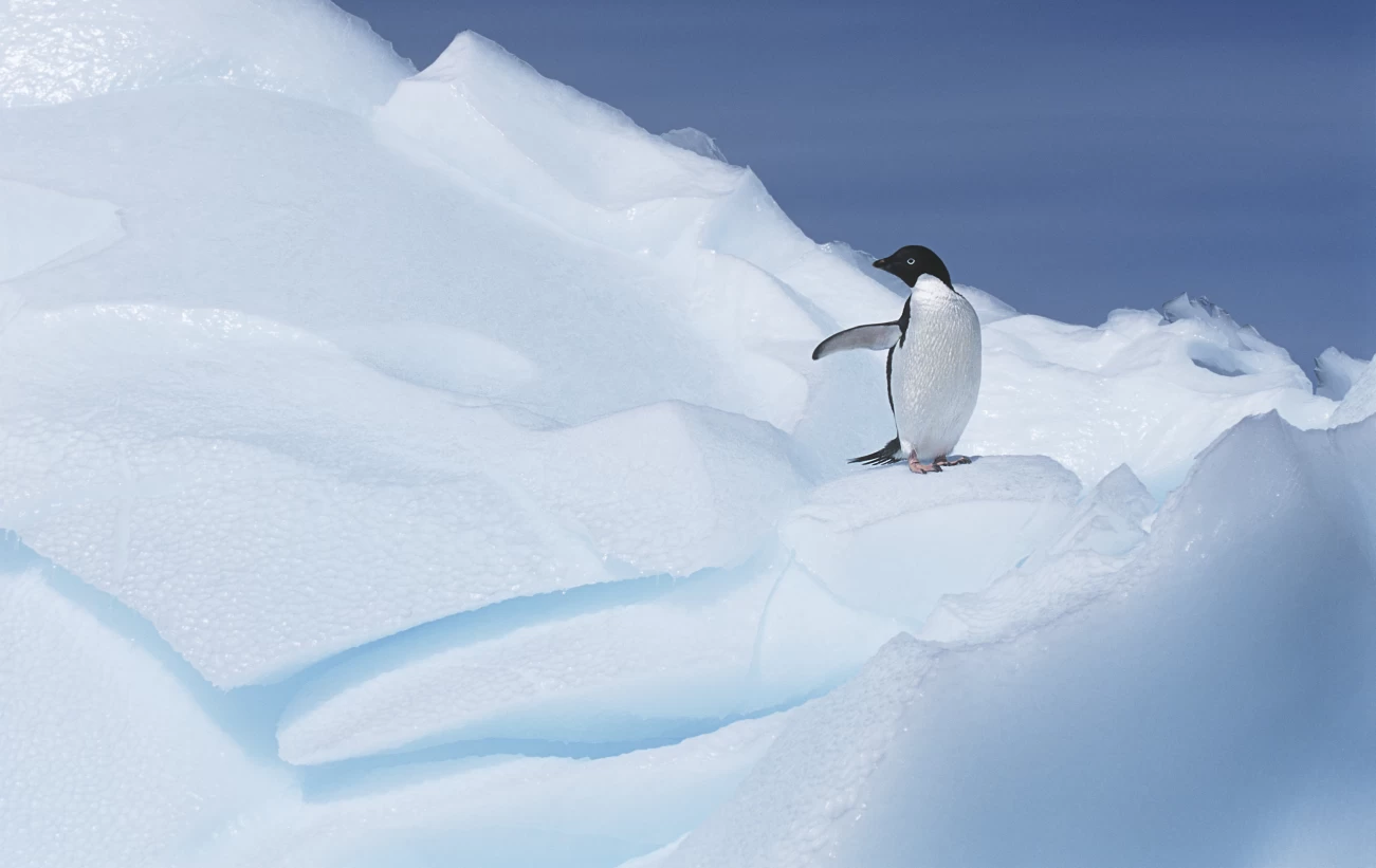 Adelie penguin on ice