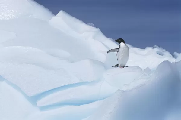Adelie penguin on ice