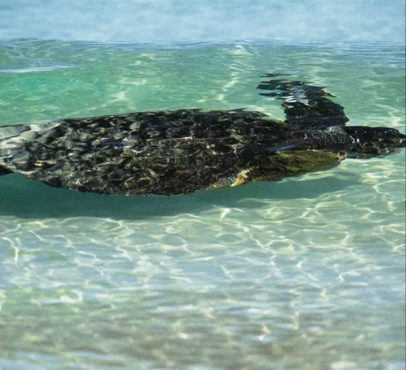 Sea Turtle
