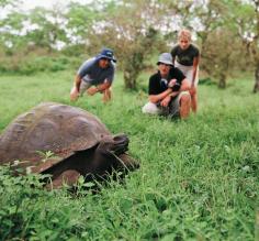 Massive Tortoise up close