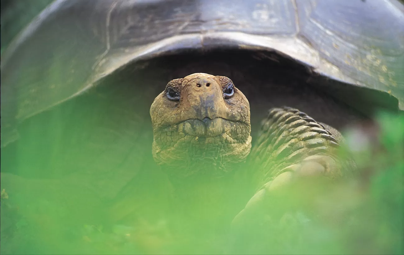 Tortoise up close