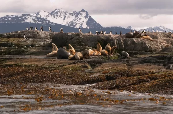 Seals and cormorants on Beagle Channel