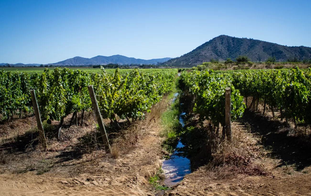 Chilean vineyards