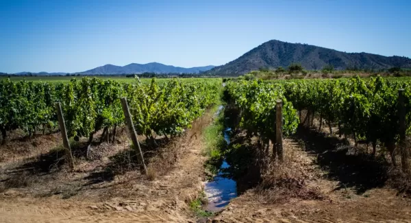 Chilean vineyards
