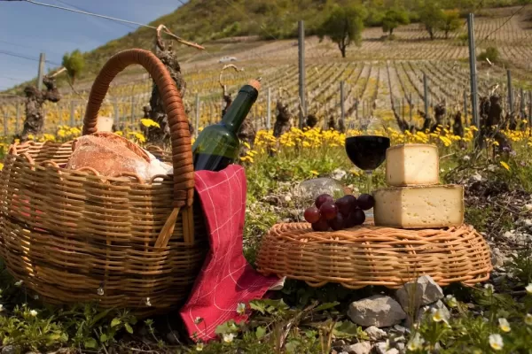 Picnic in a vineyard