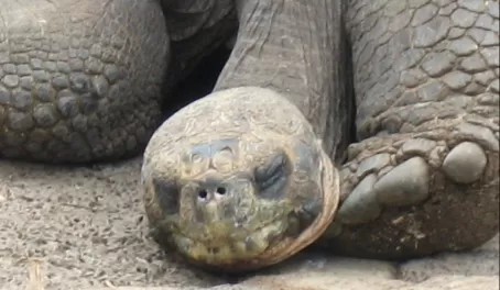 Enjoying the tortoises