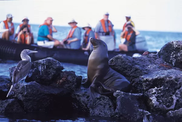 Travelers in a Zodiak watch a Blue-Footed Boobie and a Sea Lion in the Galapagos