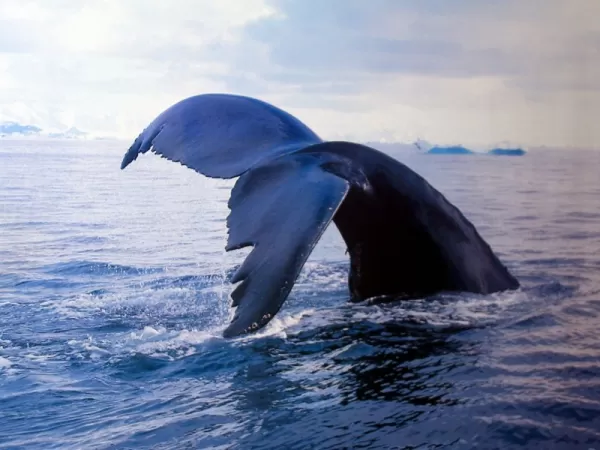 Whales in Antarctica