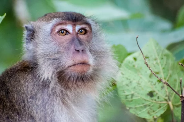 Long tailed macaque in Bako National Park