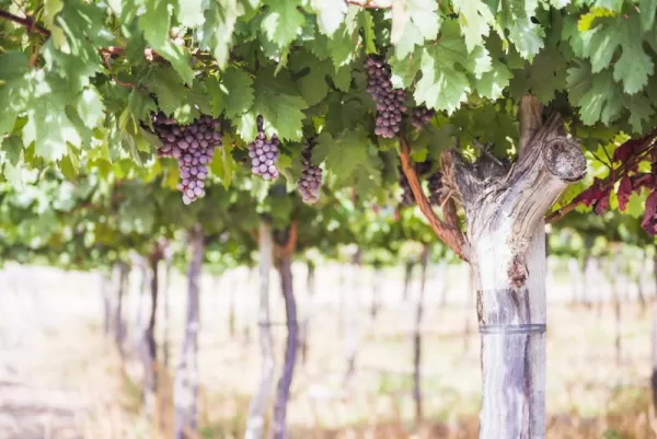 Grape vines at Cafayate vineyard