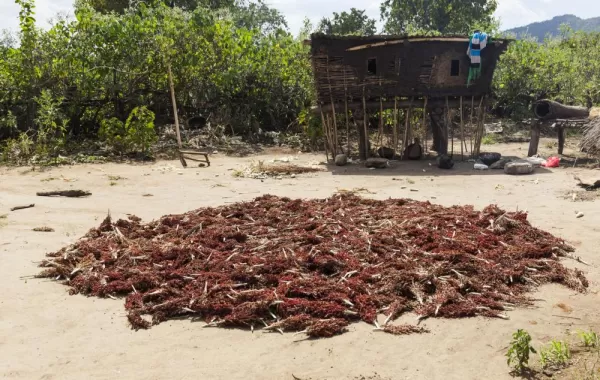 Laying sorghum out to dry in the sun