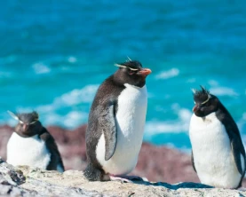 Rockhopper penguins