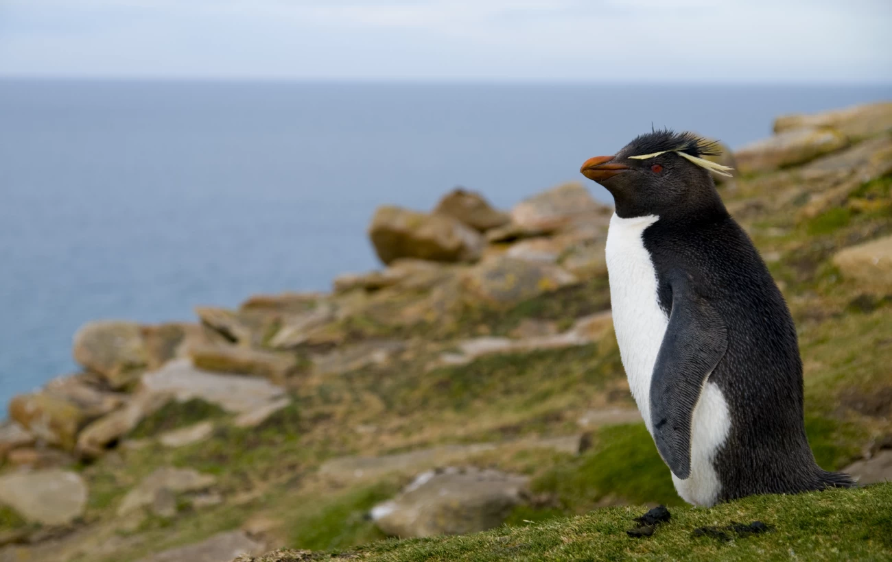 Rockhopper penguins