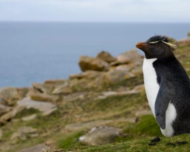 Rockhopper penguins