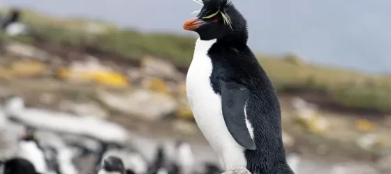 Rockhopper penguins