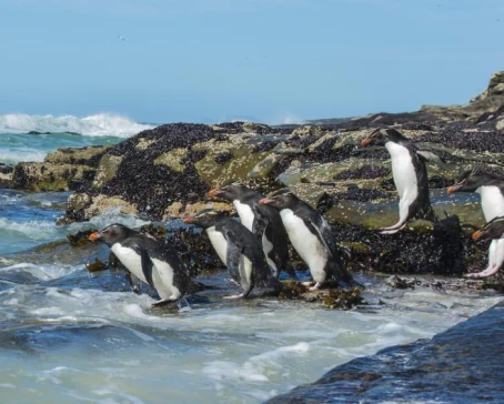 Rockhopper penguins