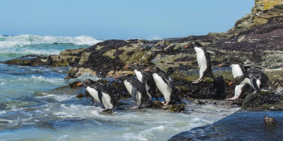 Rockhopper penguins