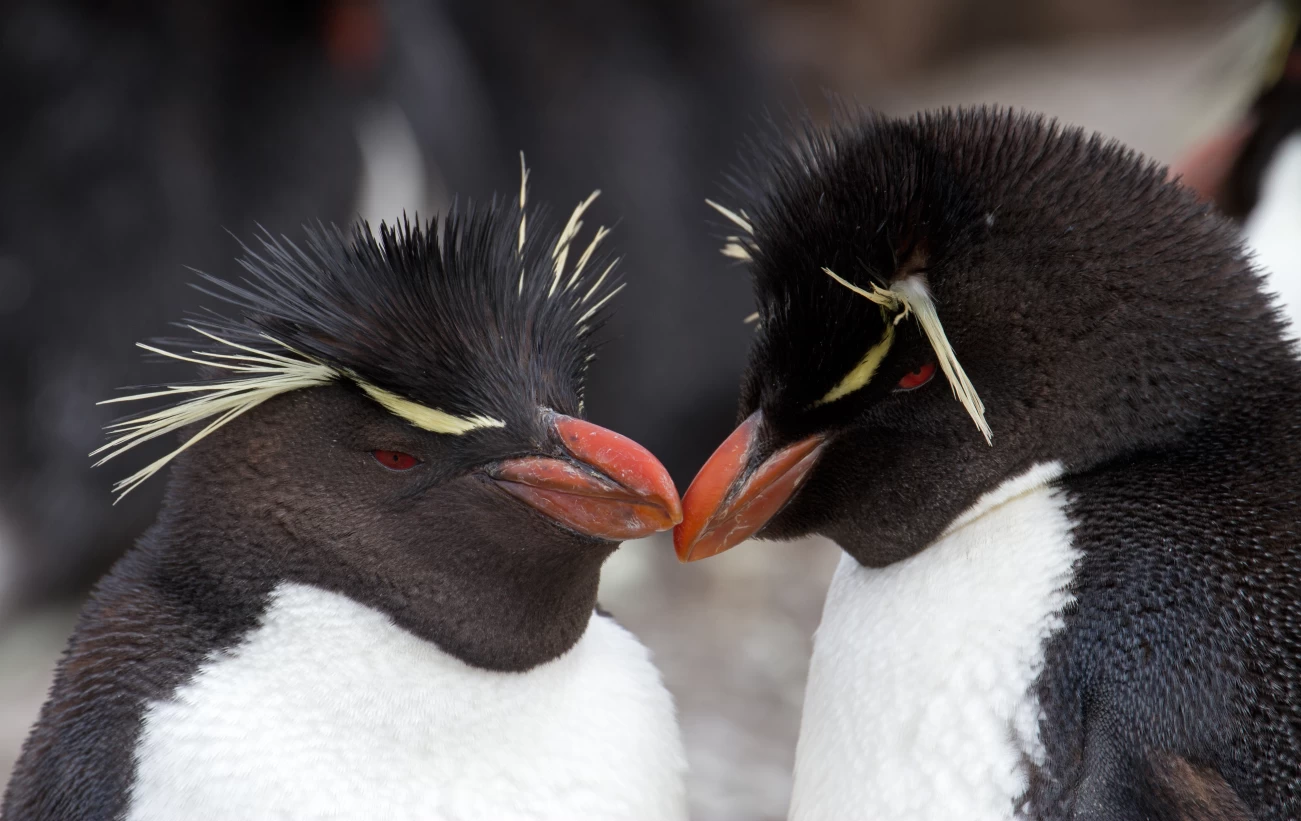Rockhopper penguins