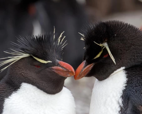 Rockhopper penguins