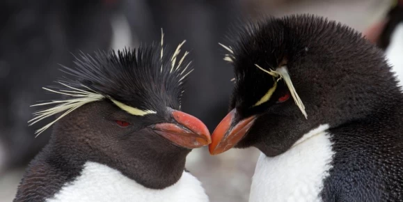 Rockhopper penguins