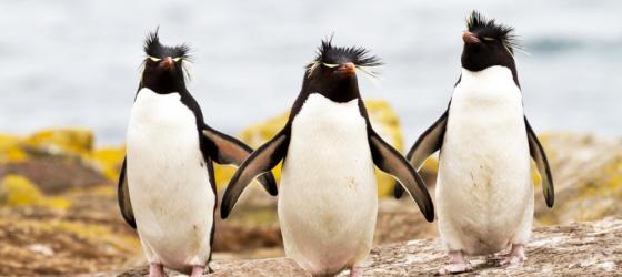 Rockhopper penguins