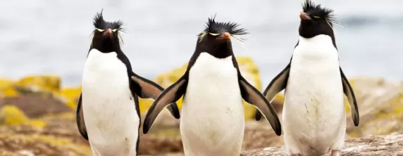 Rockhopper penguins