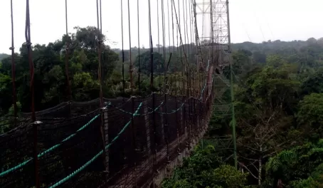 Jungle suspension bridge