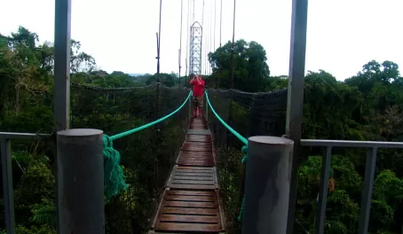 Suspension bridge in the rainforest canopy at Sacha Lodge