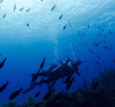 Explore Cuba's waters on your small ship cruise aboard the Panorama II