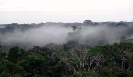 Fog in the jungle