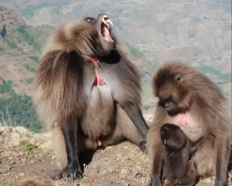 Gelada Baboons in the Simiens
