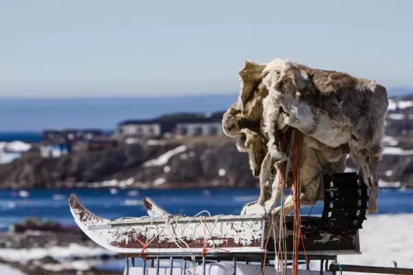 Greenland dog sled