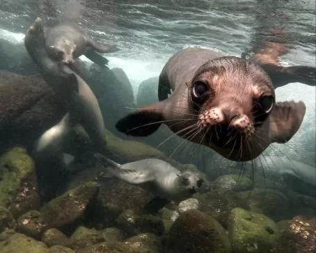 Sea lion in galapagos