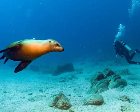 Sea lion and scuba diver