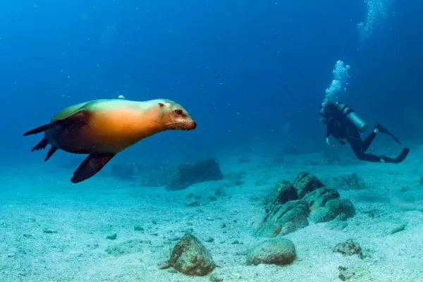 Sea lion and scuba diver