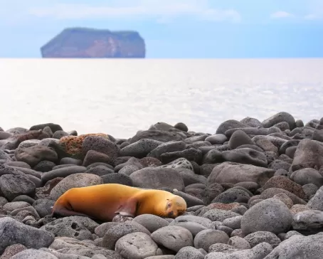 Sea lion on North Seymour