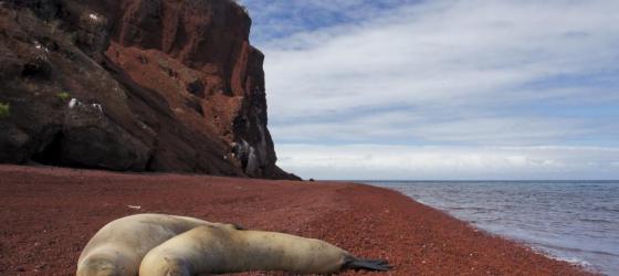 Sea lions on beach in Rabida
