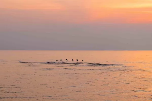 Dolphins accompany your cruise in the Andaman Islands