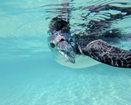 Galapagos penguin swimming underwater