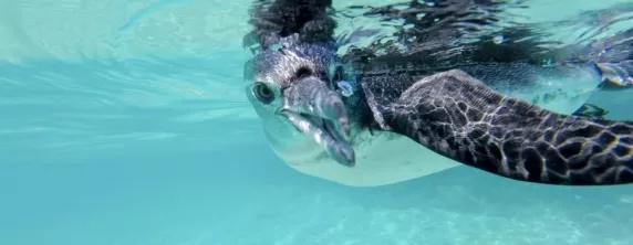 Galapagos penguin swimming underwater