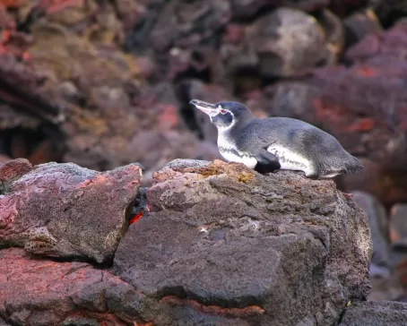 Galapagos penguin on a rock
