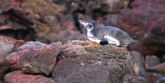 Galapagos penguin on a rock