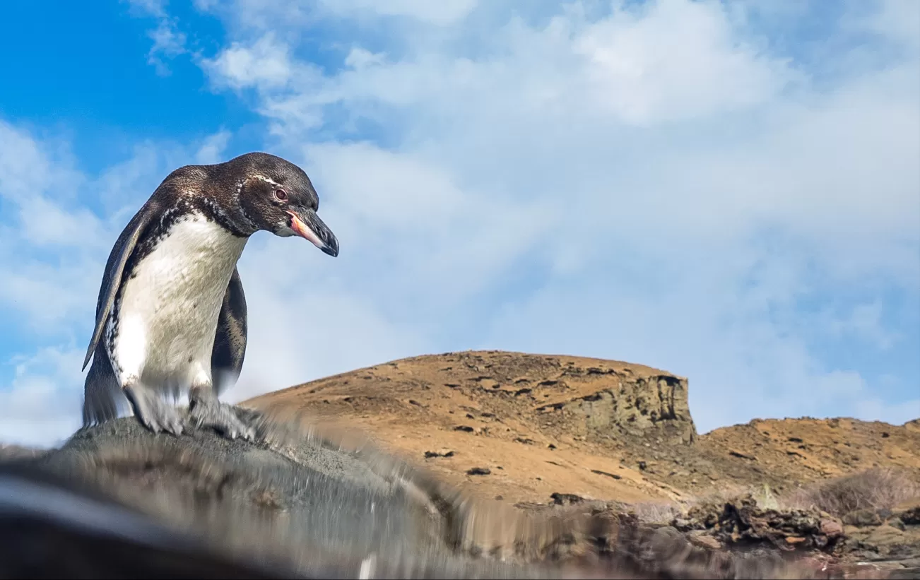 Galapagos penguin by the water